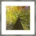 View To The Top Of Beech Tree Framed Print