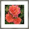 Vineyard Flowers Framed Print