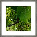 Vineyard Grapes Framed Print