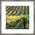 Vineyards In Healdsburg Framed Print