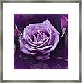 Vintage Aug Purple Rose Framed Print