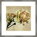 Vintage Carnations Framed Print
