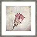 Vintage Protea Flower Framed Print