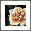 Vintage Rose Framed Print