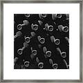 Vintage Wine Framed Print