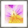 Viola Cornuta Horned Pansy Macro Framed Print