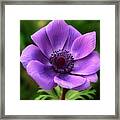 Violet Anemone Framed Print