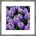 Violet Hyacinth Framed Print