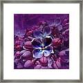 Violet Lilac Framed Print