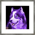 Violet Modern Siberian Husky Dog Art - 6024 - Bb Framed Print
