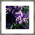 Violet Pansies Framed Print