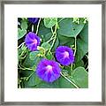 Vivid Violet Morning Glories Framed Print