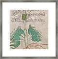 Voynich Flora 16 Framed Print