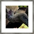 Vulture Framed Print