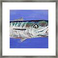 Wahoo Framed Print