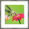 Hummingbird Waiting In The Wings Framed Print