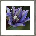 Waking Up Clematis Framed Print