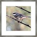 Black-throated Gray Warbler Framed Print