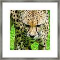 Walking Cheeta Framed Print