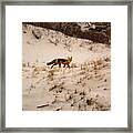 Walking Fox Framed Print