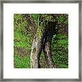 Walking Tree Framed Print