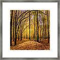 Walkway In The Autumn Woods Framed Print