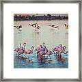 Walvis Bay Flamingos Framed Print