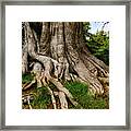 Wandering Tree Roots Framed Print
