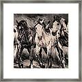 War Horses Framed Print