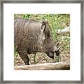 Warthog Framed Print