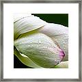 Warts And All Framed Print