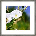 Wasp On A White Flower Framed Print