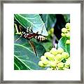 Wasp On The Ivy Framed Print