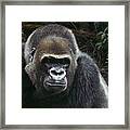 Watchful Domain Framed Print
