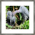 Watching The Hatching Framed Print