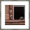 Watching The World Go By Framed Print