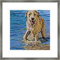 Water Dog Framed Print
