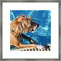 Water Dogs Series 5 Framed Print
