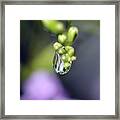 Water Droplet Iv Framed Print