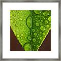 Water Droplets On Lemon Leaf Framed Print