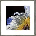 Water Drops On Blue Daisy Framed Print