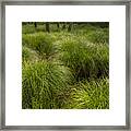 Water Huld In The Woods. Framed Print