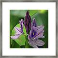 Water Hyacinth Framed Print