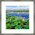 Water Lilies Along The Creole Nature Trail Framed Print