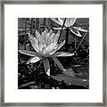 Water Lilies In Black And White Framed Print