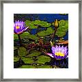 Water Lilies Iv Framed Print