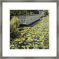 Water Lilies On The Canal Framed Print