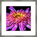 Water Lily 2014-5 Framed Print