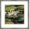 Water Lily And Bee Framed Print