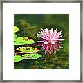 Water Lily And Frog Framed Print